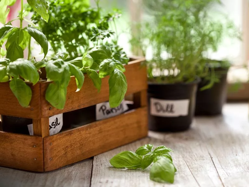 How To Grow Herbs Indoor: A Practical Guide