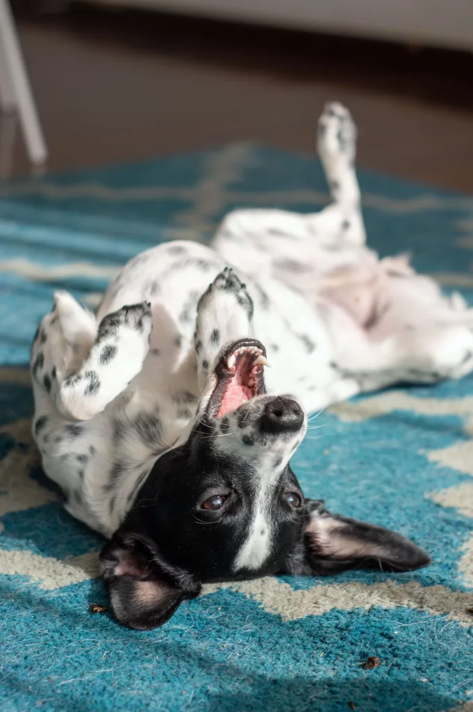 happy dog on rug