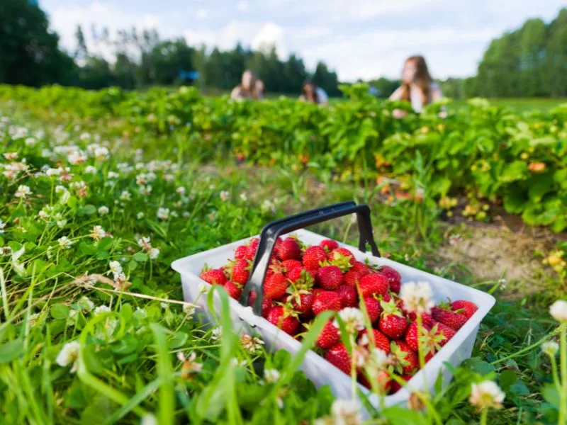 The Health Benefits of Strawberries, from field to table
